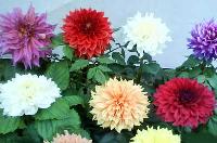 Dahlia Plants Manufacturer Supplier Wholesale Exporter Importer Buyer Trader Retailer in Kolkata West Bengal India